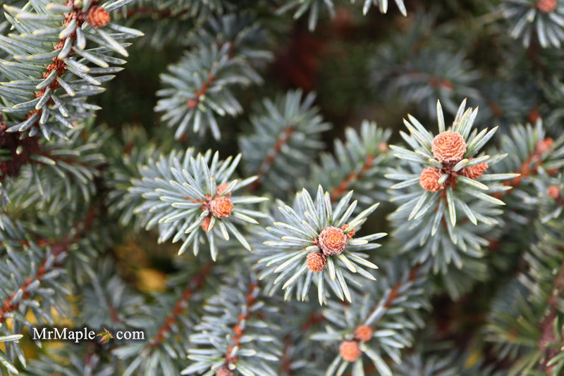 - Picea pungens ‘Corbett' Dwarf Colorado Spruce - Mr Maple │ Buy Japanese Maple Trees