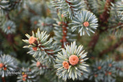 - Picea pungens ‘Corbett' Dwarf Colorado Spruce - Mr Maple │ Buy Japanese Maple Trees