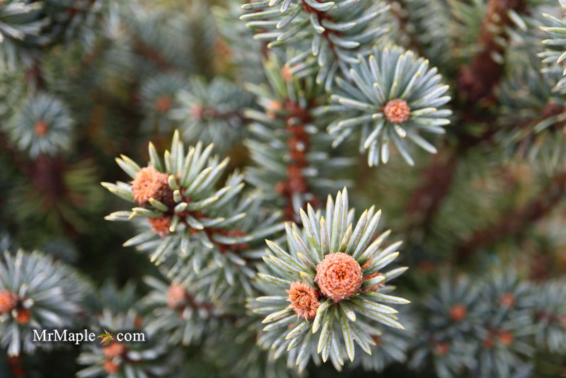 - Picea pungens ‘Corbett' Dwarf Colorado Spruce - Mr Maple │ Buy Japanese Maple Trees