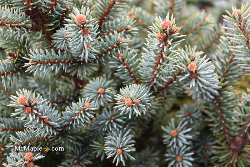 - Picea pungens ‘Corbett' Dwarf Colorado Spruce - Mr Maple │ Buy Japanese Maple Trees