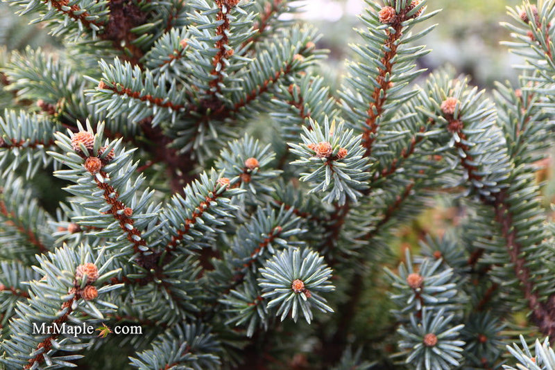 - Picea pungens ‘Corbett' Dwarf Colorado Spruce - Mr Maple │ Buy Japanese Maple Trees