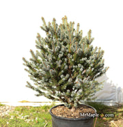 - Picea pungens ‘Corbett' Dwarf Colorado Spruce - Mr Maple │ Buy Japanese Maple Trees