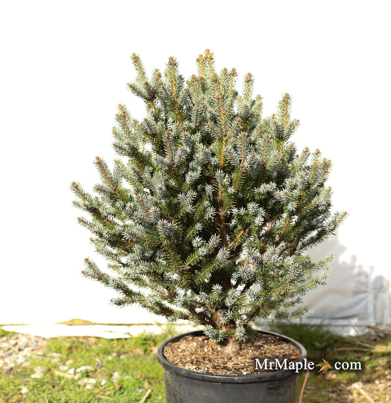 - Picea pungens ‘Corbett' Dwarf Colorado Spruce - Mr Maple │ Buy Japanese Maple Trees