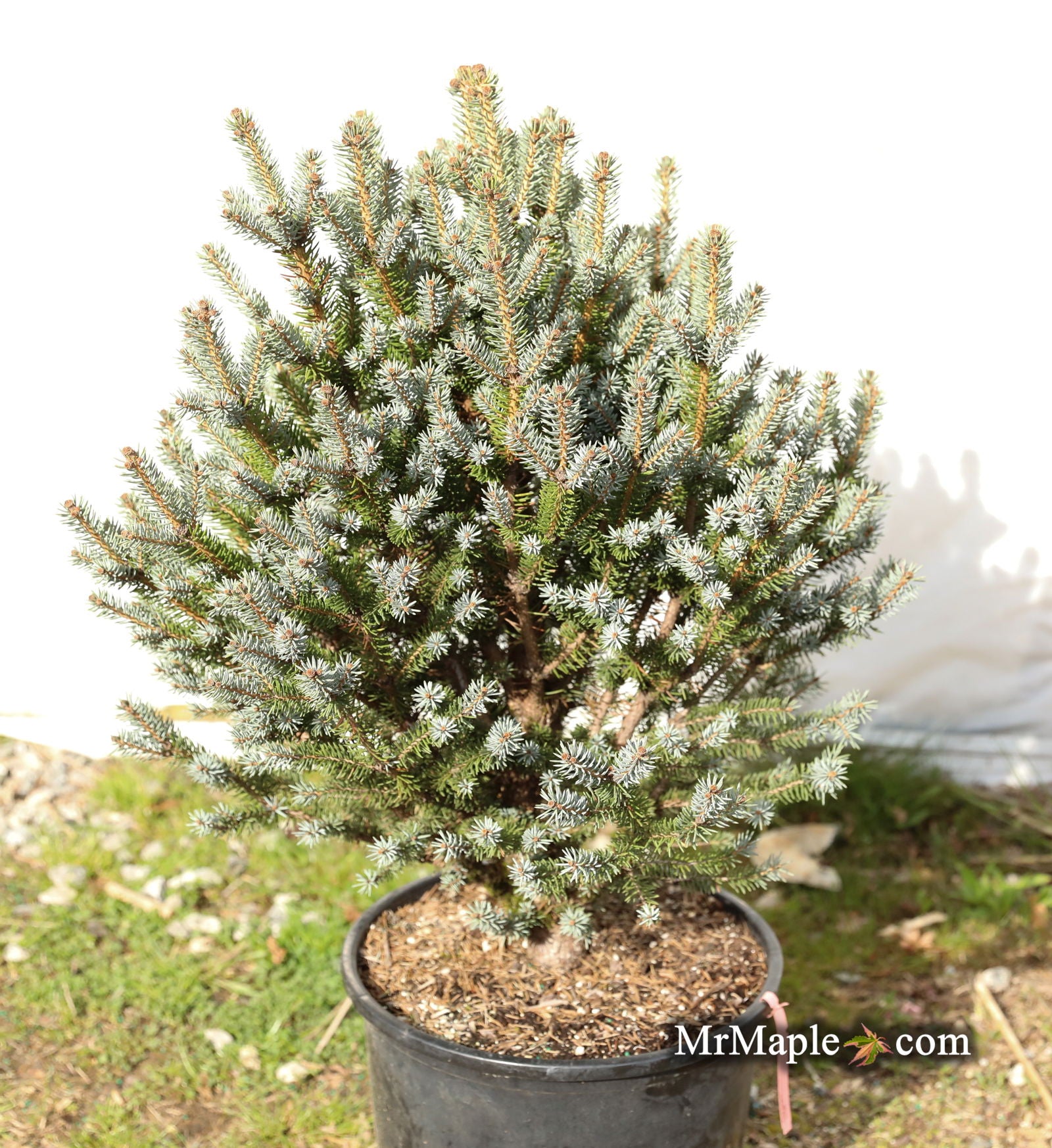 Buy Picea pungens 'Corbett' Dwarf Colorado Spruce — Mr Maple