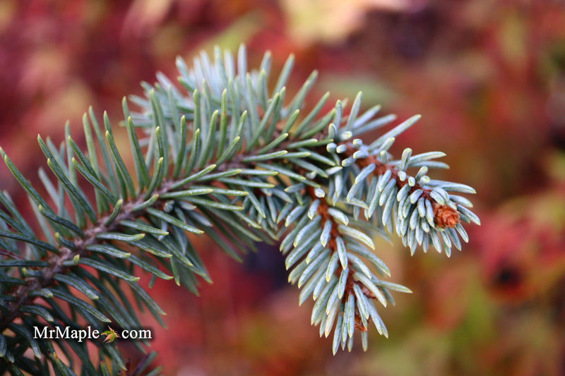 - Picea pungens ‘Dietz Prostrate' Weeping Colorado Blue Spruce - Mr Maple │ Buy Japanese Maple Trees
