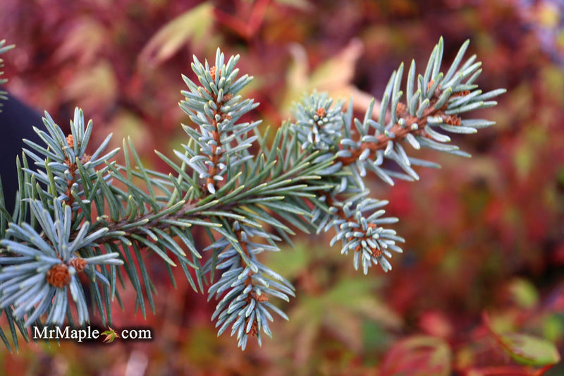 - Picea pungens ‘Dietz Prostrate' Weeping Colorado Blue Spruce - Mr Maple │ Buy Japanese Maple Trees