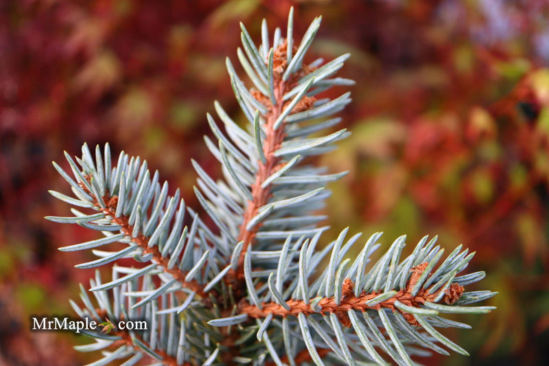 - Picea pungens ‘Dietz Prostrate' Weeping Colorado Blue Spruce - Mr Maple │ Buy Japanese Maple Trees