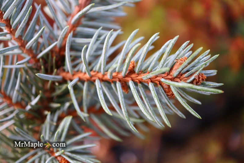 - Picea pungens ‘Dietz Prostrate' Weeping Colorado Blue Spruce - Mr Maple │ Buy Japanese Maple Trees