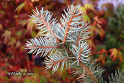- Picea pungens ‘Dietz Prostrate' Weeping Colorado Blue Spruce - Mr Maple │ Buy Japanese Maple Trees