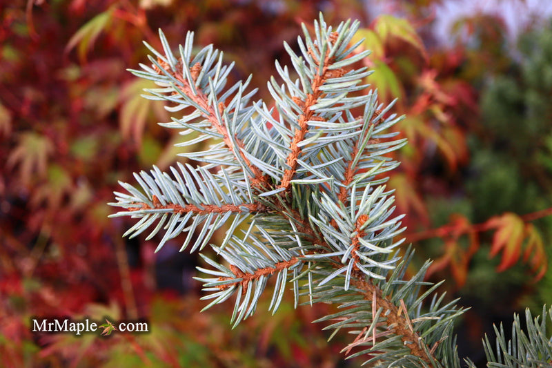 - Picea pungens ‘Dietz Prostrate' Weeping Colorado Blue Spruce - Mr Maple │ Buy Japanese Maple Trees