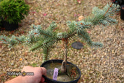 - Picea pungens ‘Dietz Prostrate' Weeping Colorado Blue Spruce - Mr Maple │ Buy Japanese Maple Trees