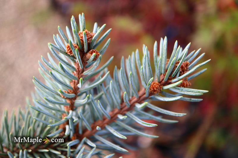 - Picea pungens ‘Dietz Prostrate' Weeping Colorado Blue Spruce - Mr Maple │ Buy Japanese Maple Trees