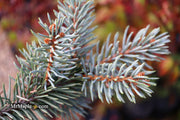 - Picea pungens ‘Dietz Prostrate' Weeping Colorado Blue Spruce - Mr Maple │ Buy Japanese Maple Trees