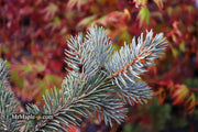 - Picea pungens ‘Dietz Prostrate' Weeping Colorado Blue Spruce - Mr Maple │ Buy Japanese Maple Trees