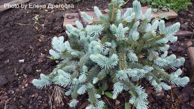 - Picea pungens ‘Donna’s Rainbow' Dwarf Colorado Blue Spruce - Mr Maple │ Buy Japanese Maple Trees