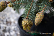 - Picea pungens ‘Early Cones' Colorado Spruce - Mr Maple │ Buy Japanese Maple Trees
