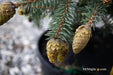 - Picea pungens ‘Early Cones' Colorado Spruce - Mr Maple │ Buy Japanese Maple Trees