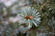 - Picea pungens ‘Early Cones' Colorado Spruce - Mr Maple │ Buy Japanese Maple Trees