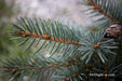 - Picea pungens ‘Early Cones' Colorado Spruce - Mr Maple │ Buy Japanese Maple Trees