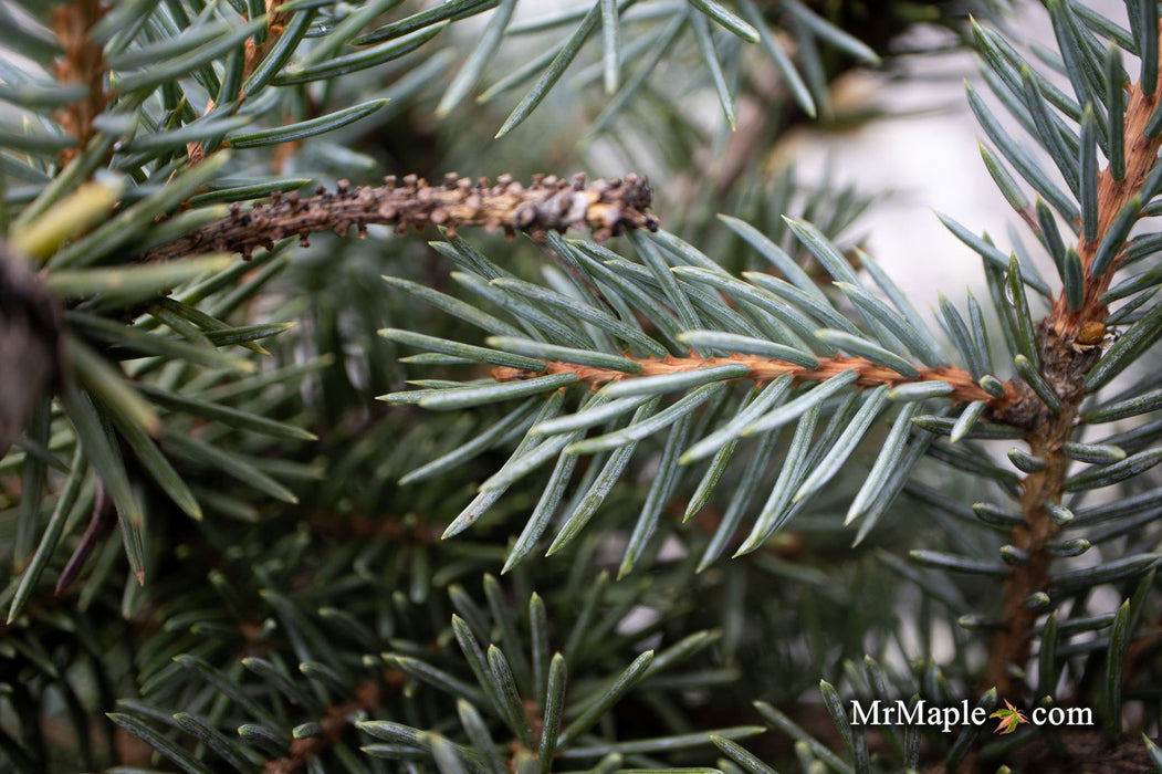 - Picea pungens ‘Early Cones' Colorado Spruce - Mr Maple │ Buy Japanese Maple Trees