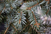 - Picea pungens ‘Early Cones' Colorado Spruce - Mr Maple │ Buy Japanese Maple Trees