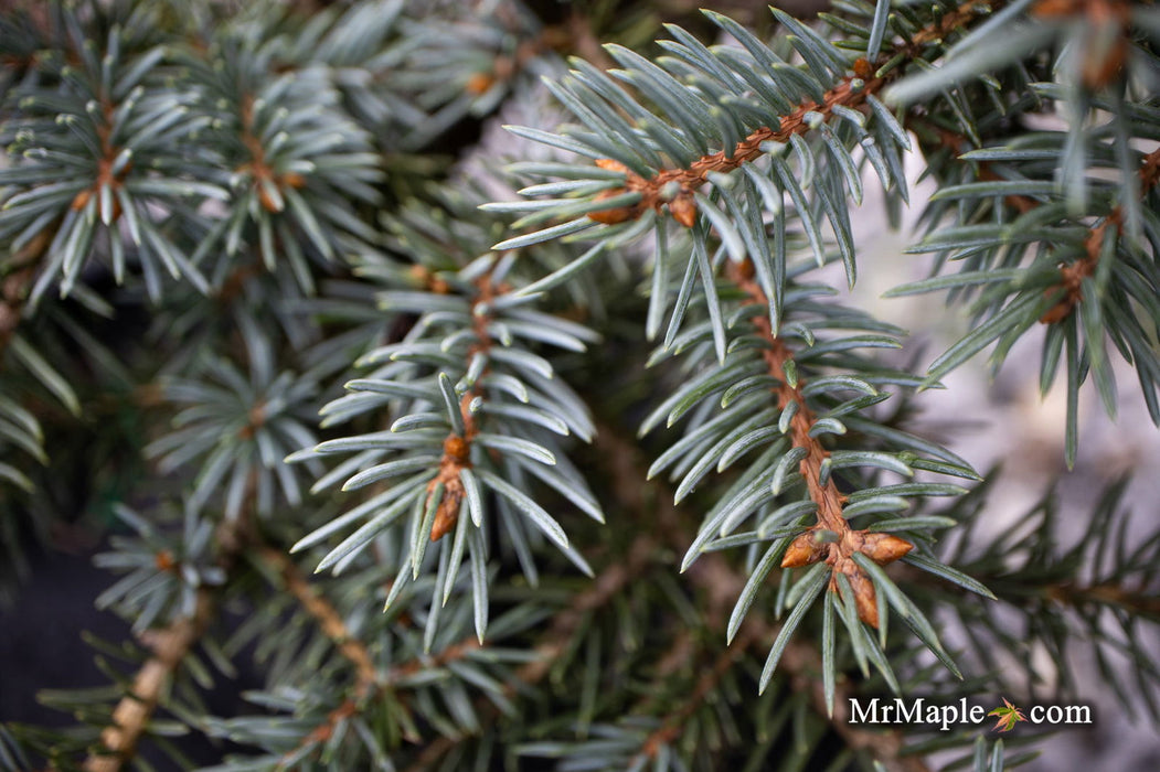 - Picea pungens ‘Early Cones' Colorado Spruce - Mr Maple │ Buy Japanese Maple Trees