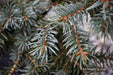 - Picea pungens ‘Early Cones' Colorado Spruce - Mr Maple │ Buy Japanese Maple Trees