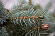 - Picea pungens ‘Early Cones' Colorado Spruce - Mr Maple │ Buy Japanese Maple Trees