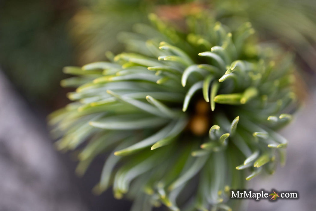 - Picea pungens ‘Early Cones' Colorado Spruce - Mr Maple │ Buy Japanese Maple Trees