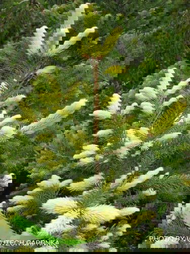 - Picea pungens ‘Early Gold' Yellow Colorado Blue Spruce - Mr Maple │ Buy Japanese Maple Trees