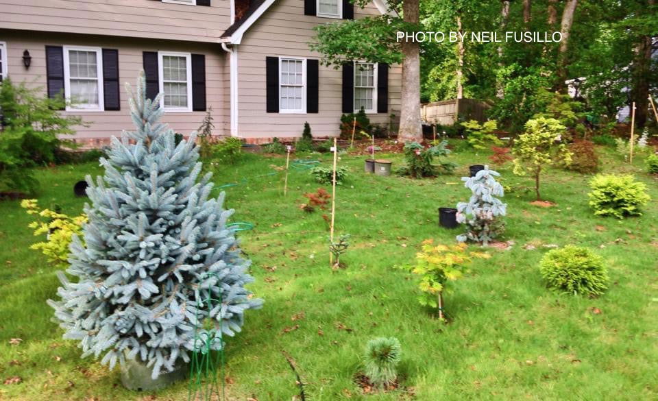 Picea pungens ‘Fat Albert' Pyramidal Blue Colorado Spruce — Mr Maple ...