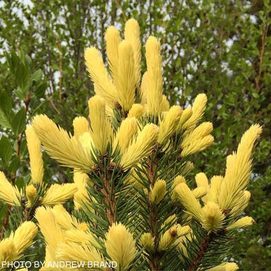 - Picea pungens ‘Gebelle’s Golden Spring' Yellow Colorado Blue Spruce - Mr Maple │ Buy Japanese Maple Trees