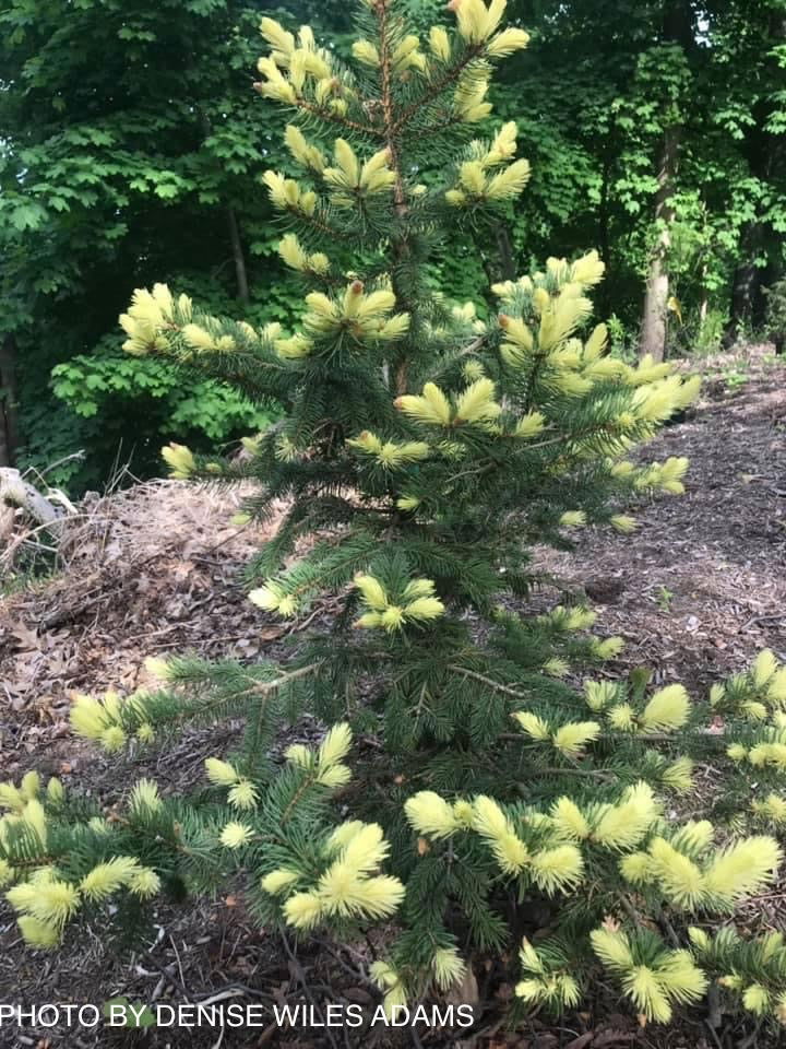 - Picea pungens ‘Gebelle’s Golden Spring' Yellow Colorado Blue Spruce - Mr Maple │ Buy Japanese Maple Trees