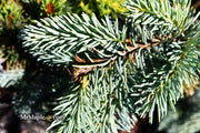 - Picea pungens ‘Glauca Slenderina Pendula' Weeping Blue Spruce - Mr Maple │ Buy Japanese Maple Trees