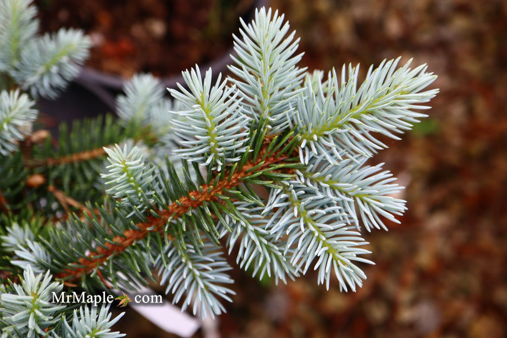 - Picea pungens ‘Globosa' Dwarf Colorado Blue Spruce - Mr Maple │ Buy Japanese Maple Trees