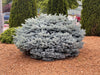 - Picea pungens ‘Globosa' Dwarf Colorado Blue Spruce - Mr Maple │ Buy Japanese Maple Trees