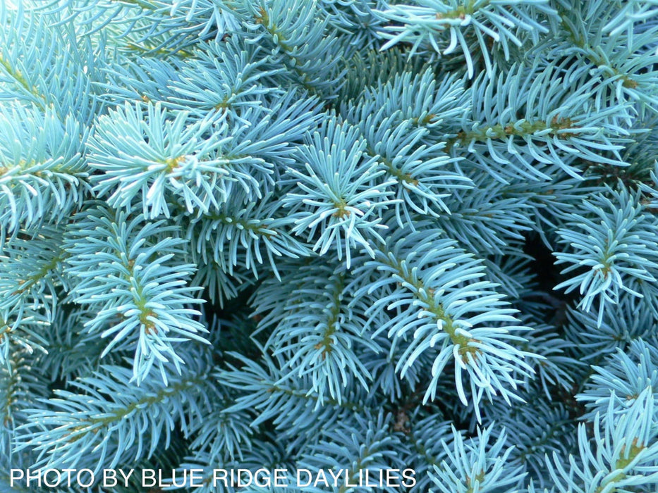 - Picea pungens ‘Globosa' Dwarf Colorado Blue Spruce - Mr Maple │ Buy Japanese Maple Trees