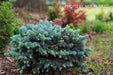 - Picea pungens ‘Globosa' Dwarf Colorado Blue Spruce - Mr Maple │ Buy Japanese Maple Trees