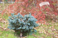 - Picea pungens ‘Globosa' Dwarf Colorado Blue Spruce - Mr Maple │ Buy Japanese Maple Trees