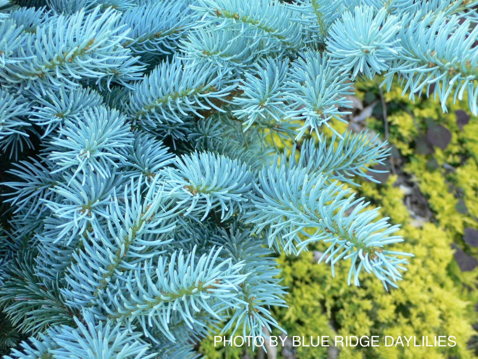 - Picea pungens ‘Globosa' Dwarf Colorado Blue Spruce - Mr Maple │ Buy Japanese Maple Trees