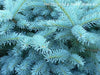 - Picea pungens ‘Globosa' Dwarf Colorado Blue Spruce - Mr Maple │ Buy Japanese Maple Trees