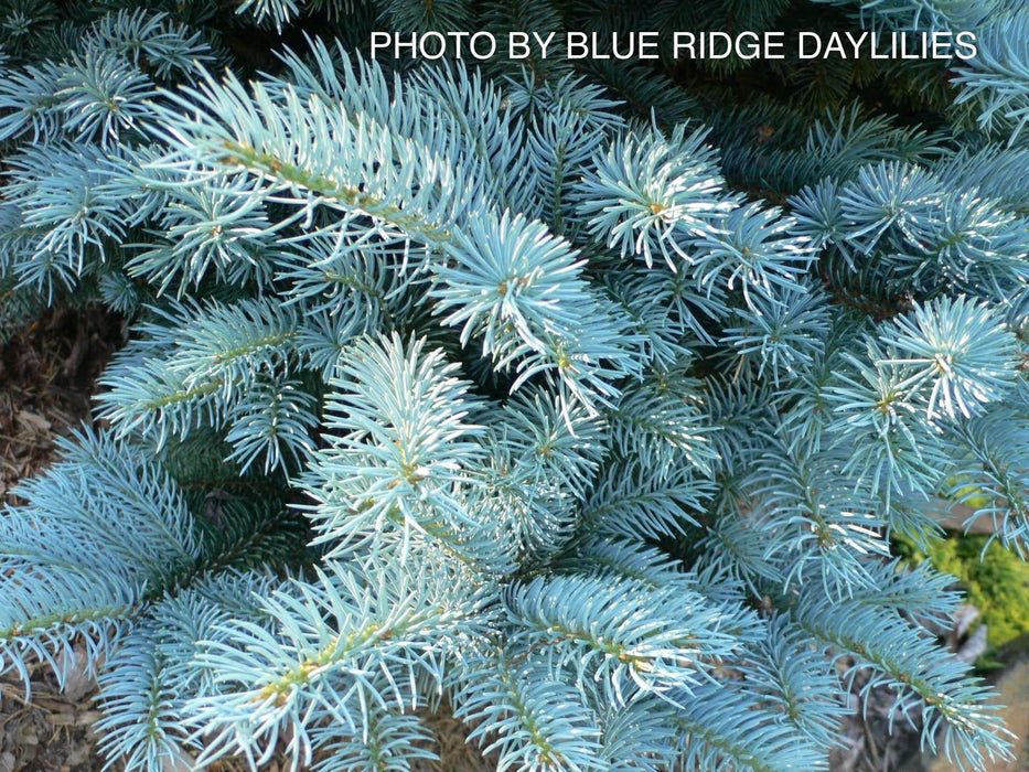 - Picea pungens ‘Globosa' Dwarf Colorado Blue Spruce - Mr Maple │ Buy Japanese Maple Trees