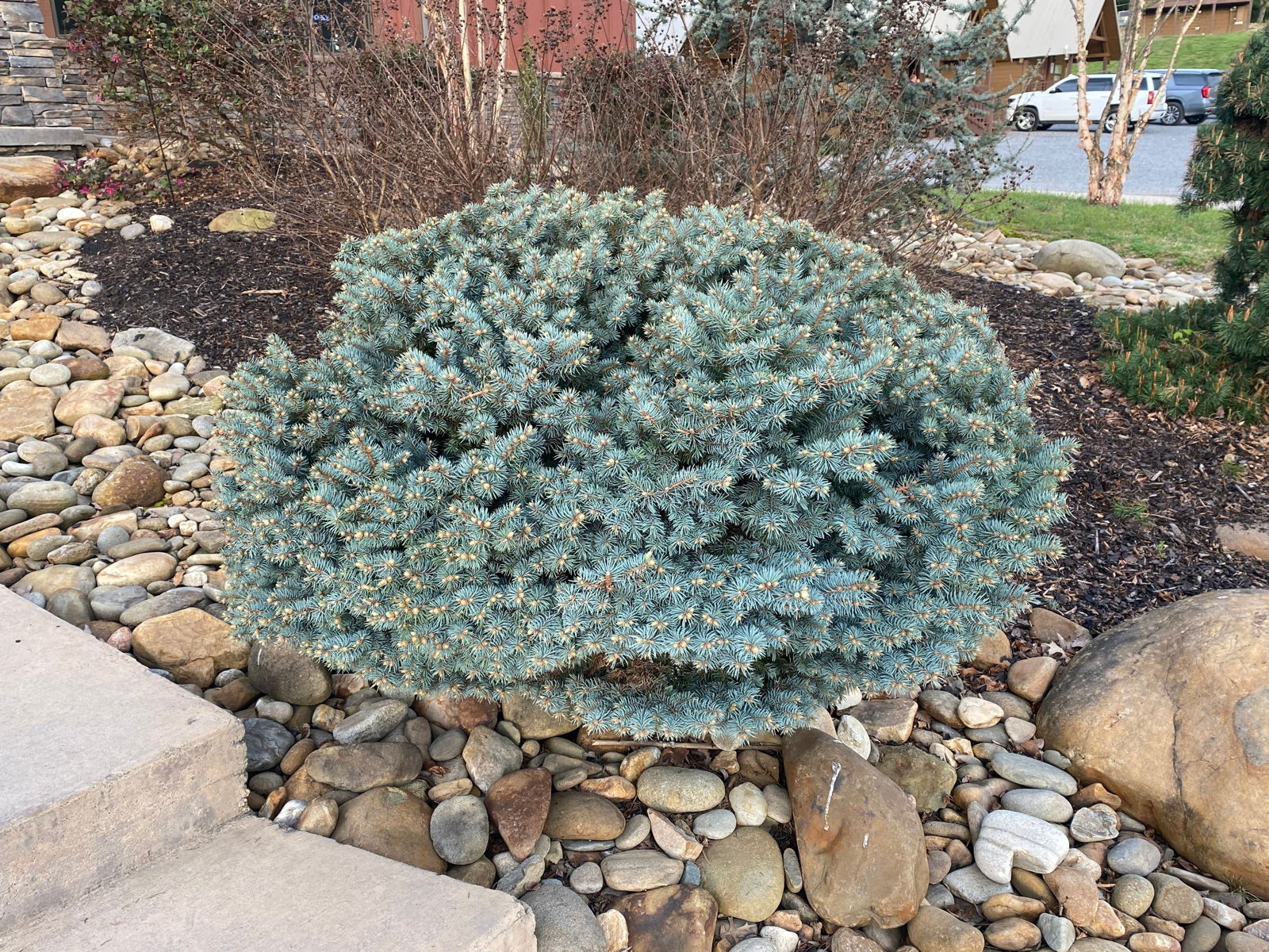 Buy Picea pungens 'Globosa' Dwarf Colorado Blue Spruce — Mr Maple