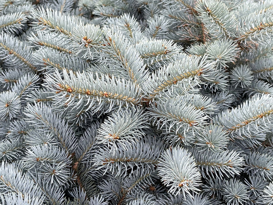 - Picea pungens ‘Globosa' Dwarf Colorado Blue Spruce - Mr Maple │ Buy Japanese Maple Trees