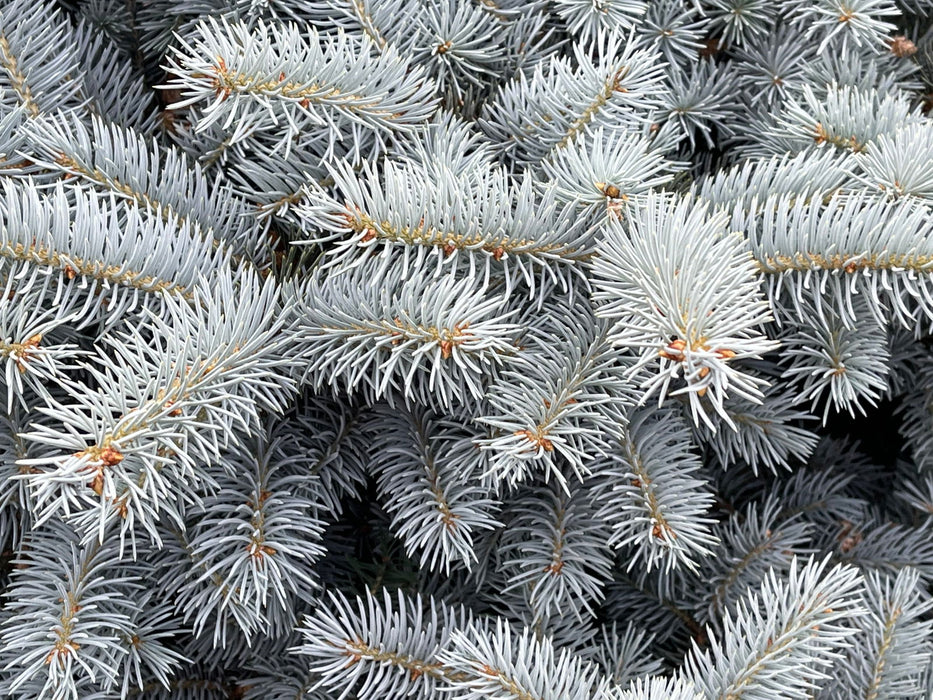 - Picea pungens ‘Globosa' Dwarf Colorado Blue Spruce - Mr Maple │ Buy Japanese Maple Trees