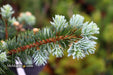 - Picea pungens ‘Globosa' Dwarf Colorado Blue Spruce - Mr Maple │ Buy Japanese Maple Trees