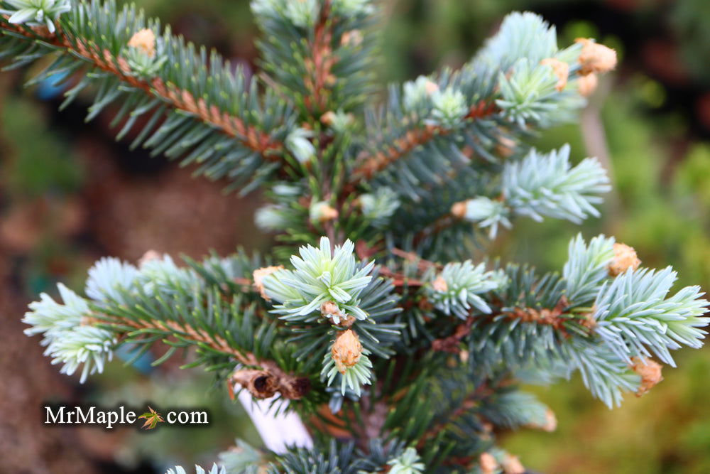 - Picea pungens ‘Globosa' Dwarf Colorado Blue Spruce - Mr Maple │ Buy Japanese Maple Trees