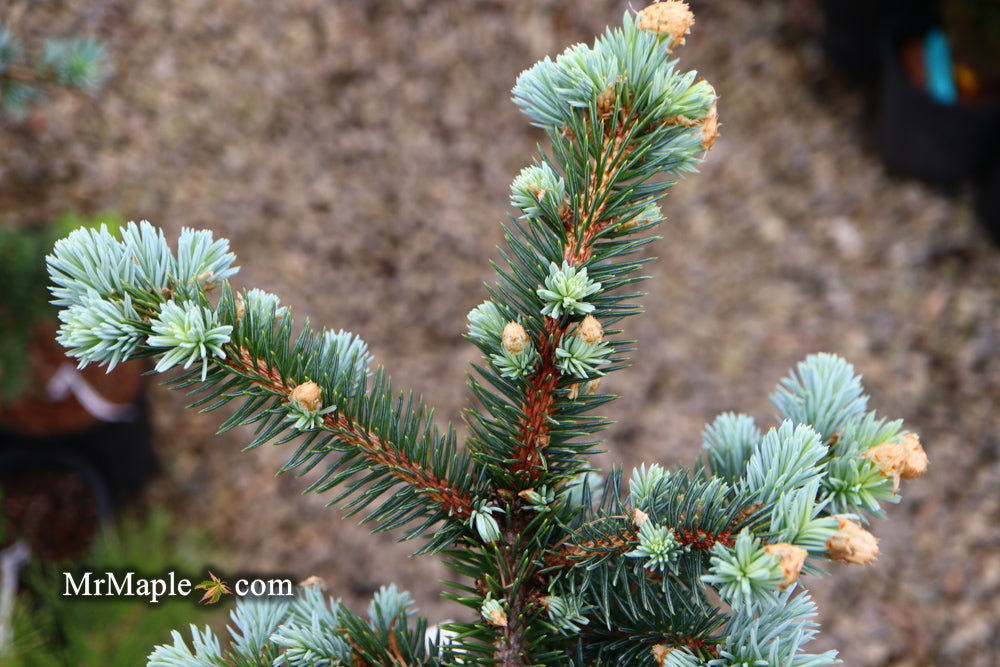 - Picea pungens ‘Globosa' Dwarf Colorado Blue Spruce - Mr Maple │ Buy Japanese Maple Trees