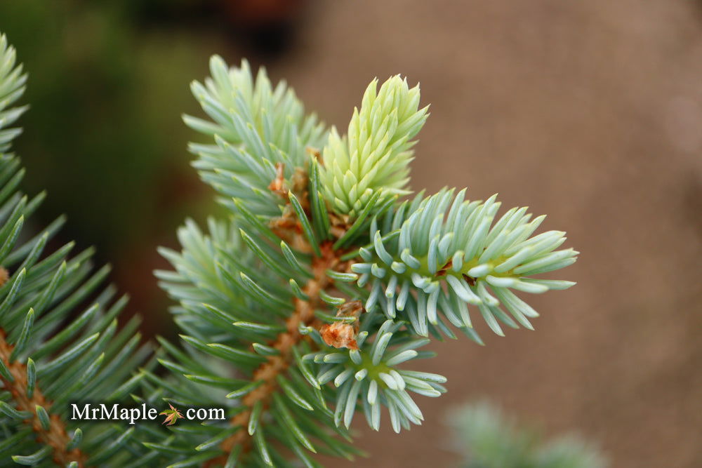 - Picea pungens ‘Globosa' Dwarf Colorado Blue Spruce - Mr Maple │ Buy Japanese Maple Trees