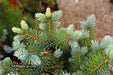 - Picea pungens ‘Globosa' Dwarf Colorado Blue Spruce - Mr Maple │ Buy Japanese Maple Trees